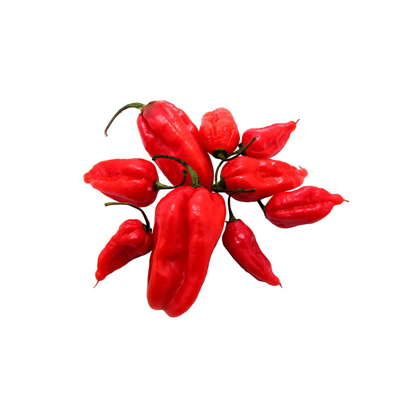 Papryka Trinidad Scorpion - Zioła cięte, przyprawy, warzywa i owoce egzotyczne Freshmint Łódź